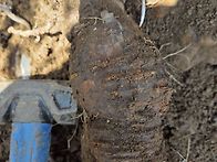 초딩 팔뚝 백하수오