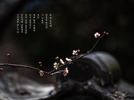 梅花