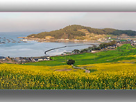 靑 山 島