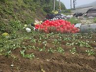 고구마 심었어요.
