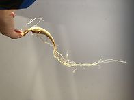 희귀약초 장뇌삼(산양삼...