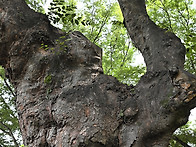 노거수 2021-3차..