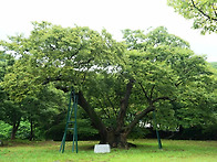 2021 辛丑年 칠석..