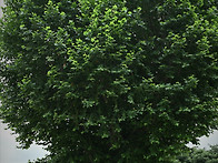 2021-2차 노거수 ..