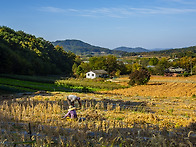 메주콩 수확