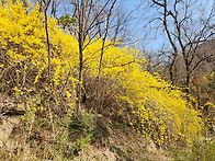 인왕산 안산 개나리꽃길