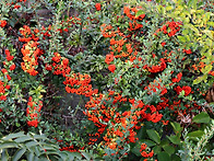 알알이 영근 사랑ㅡ피라칸..