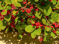 낙상홍 붉은 열매