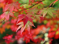 아직도 부산의 가을단풍 ..