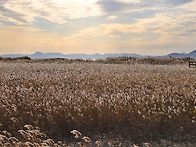 아름다운 낭만ㅡ갈대밭의 ..