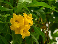 하노이의 꽃들 - 황종화 ..