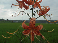 참나리
