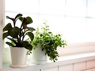 싱그러운 이미지