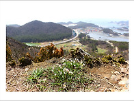산자고