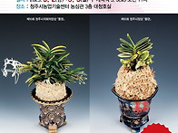 제11회 청주풍란대..