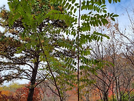 2025년11월 대구 마이크로기행(단풍구경 :..