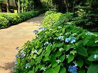 제주 샤려니의 산수국(6월..