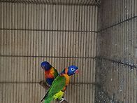 번식경험 있는 오..