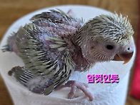 모란앵무새 이유식..