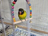 흑모란. 3개월 애..