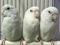 유리앵무 번식조 ..