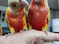 애완조 썬칙, 옐사..