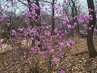 3.29.목감 파크골프