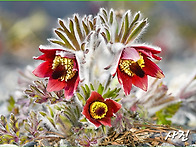 우리 토종 🌹..