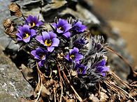 🌹동강 할미꽃