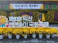 익산 천만송이 국화축제