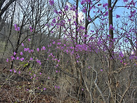 4월5일 고헌산 천..