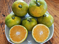 서귀포 그린향, 제주 건고..