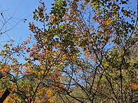10/31(토) 삼성산 산행(..