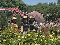 5/31(일)서울대공원 장미..