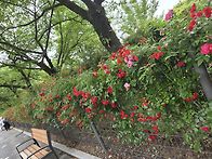 6월3일 수요산행 서울대공..