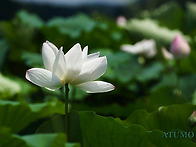 관곡지 연꽃 출사/ A Pl..