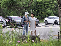 고시히카리