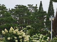 마호가니 강화