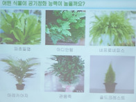 공기정화식물 및 미세먼지