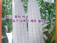 박사찰옥수수,오스템바이오