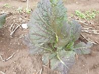 적겨자,깻잎,케일