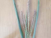 찰옥수수 숫수술