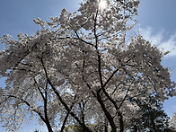 4월 12일 벚꽃 라이딩 사..