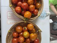 🍅 잘익은 토