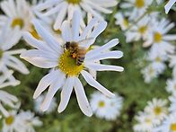 가평 자라섬 구절초