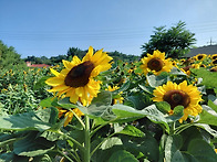 함안 해바라기 축제