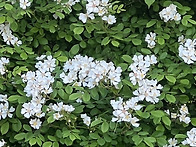 그놈의 찔레꽃