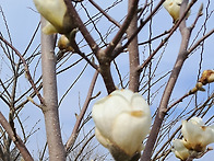 함께 피는 봄 꽃2 (spring flowers ..