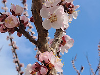 함께 피는 봄 꽃1 (spring flowers ..