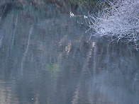 철새들의 광장 8 (Migratory Bird S..